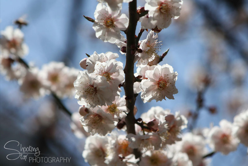 Cherry Blossoms