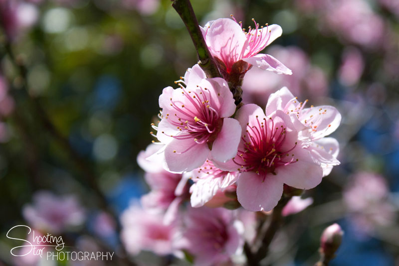 Cherry Blossoms