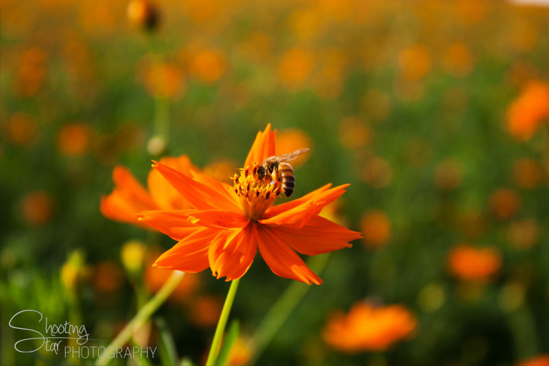 Daisy