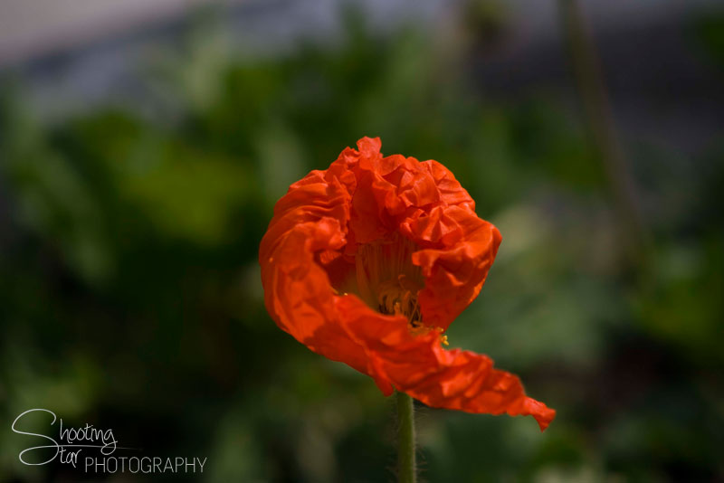 Poppy