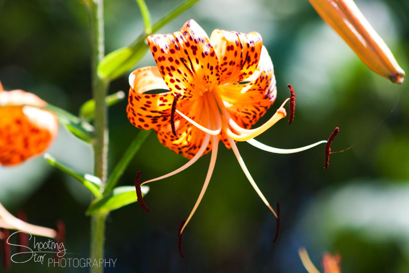 Orange Tiger Lily