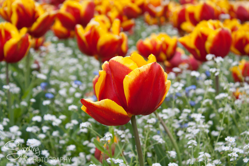 Tulip