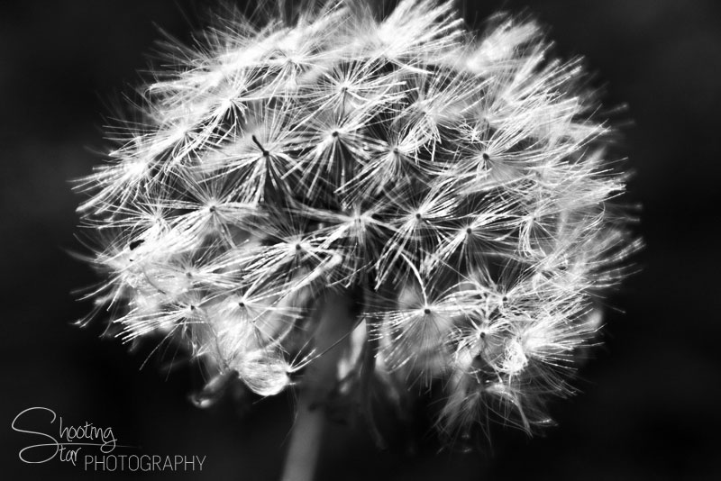 Dandelion