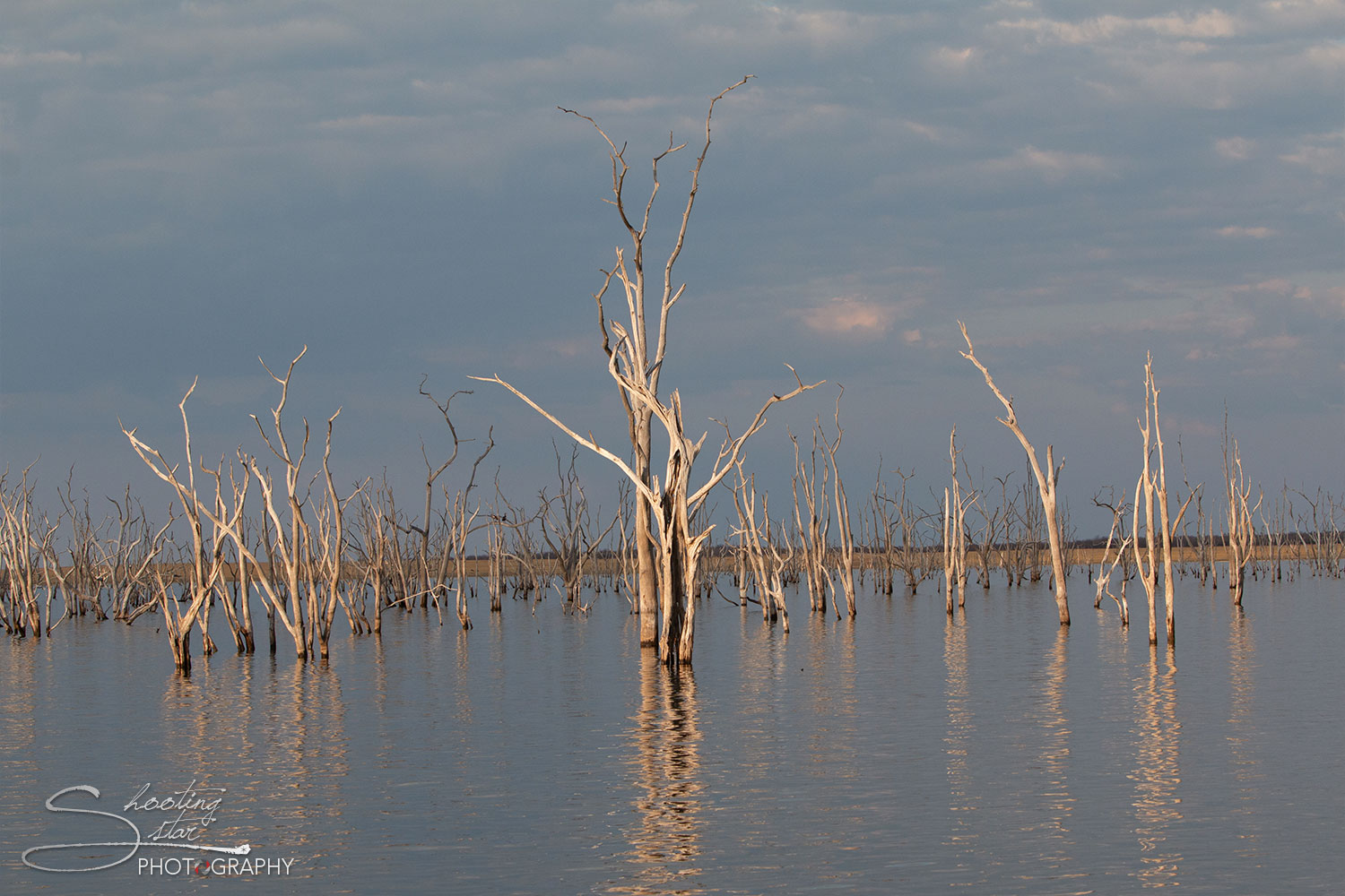 Dead trees in Lake Kariba