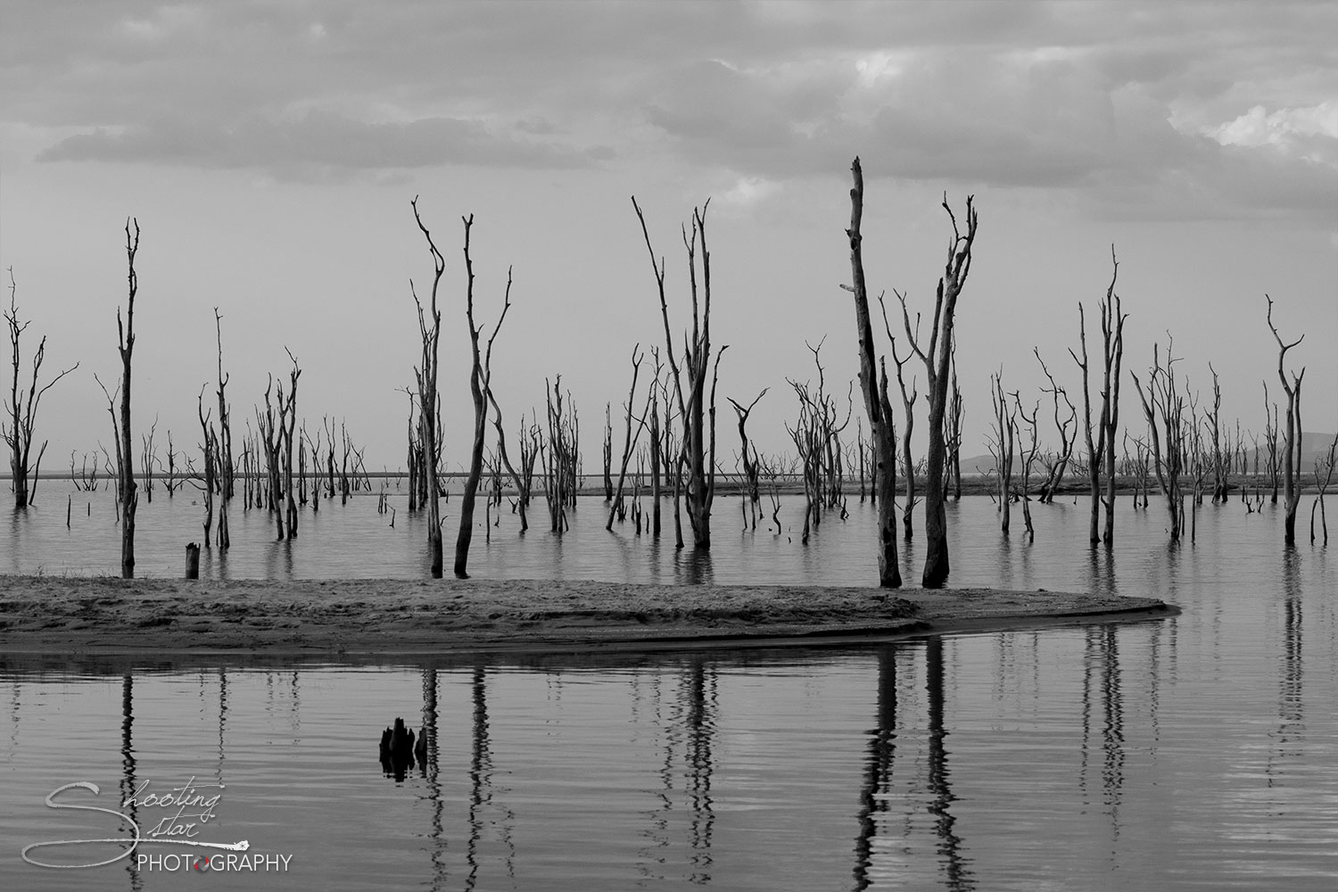 Dead Trees on Lake Kariba