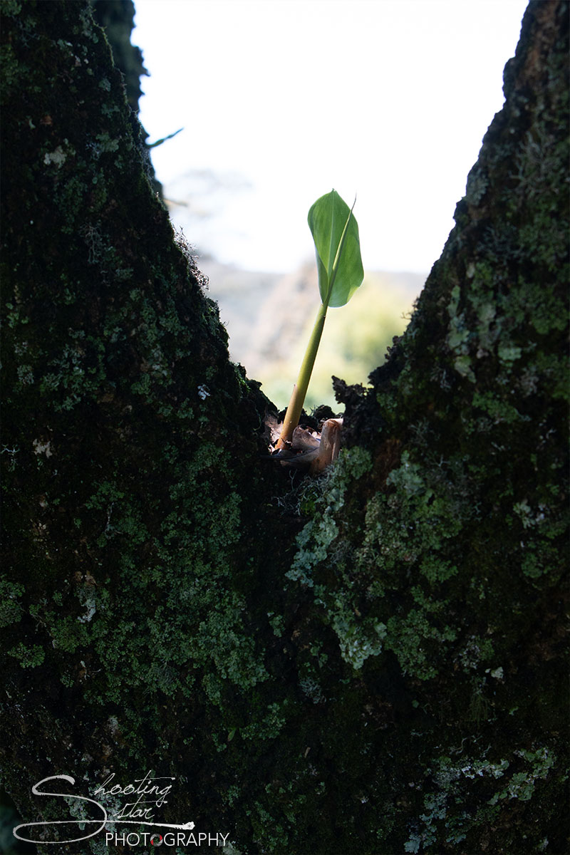 New Life