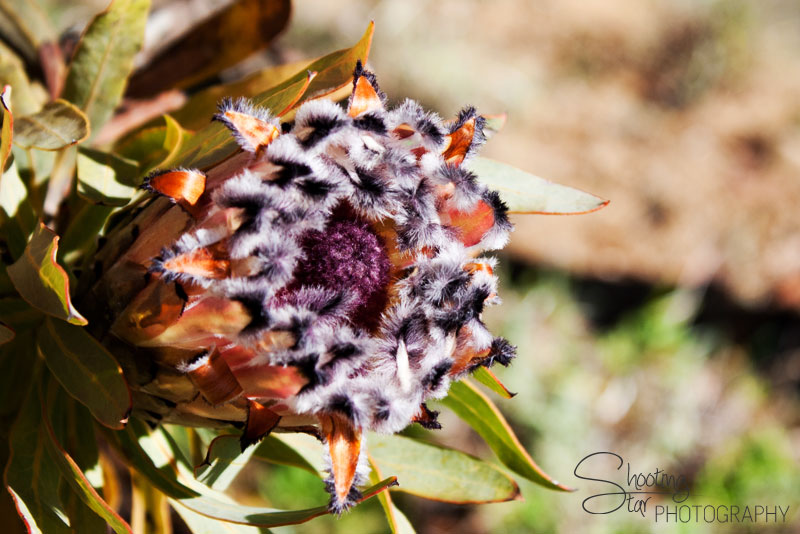 Protea