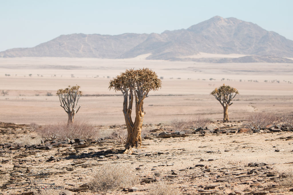 Quiver Tree