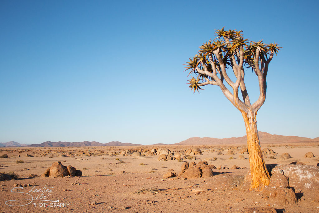 Quiver Tree