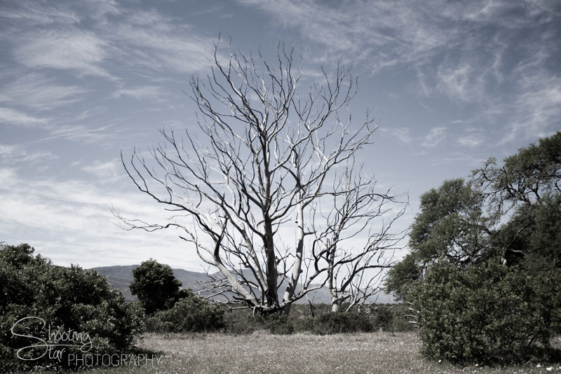 Dying Tree