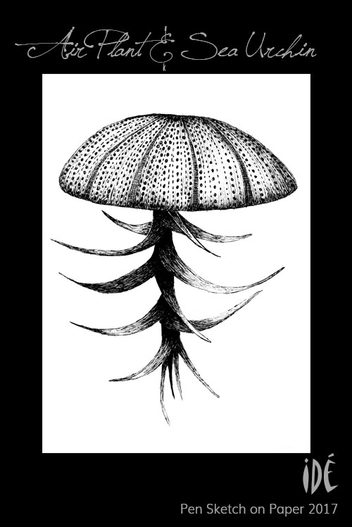 Pen Sketch of Air Plant