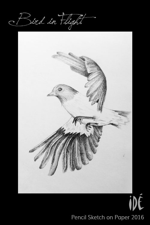 Pencil Sketch of Bird