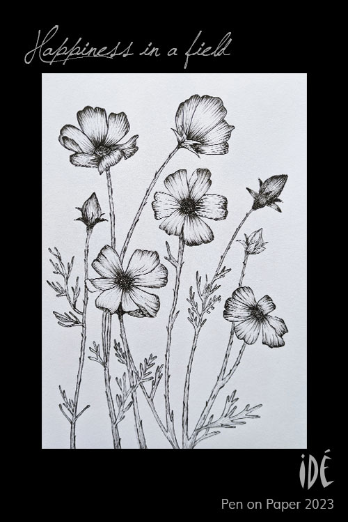 Pen Sketch of cosmos flowering