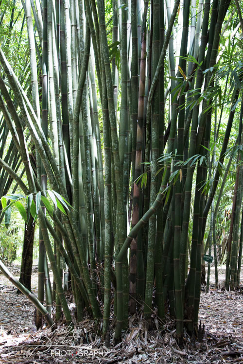 Bamboo in Bali Botanic Garden