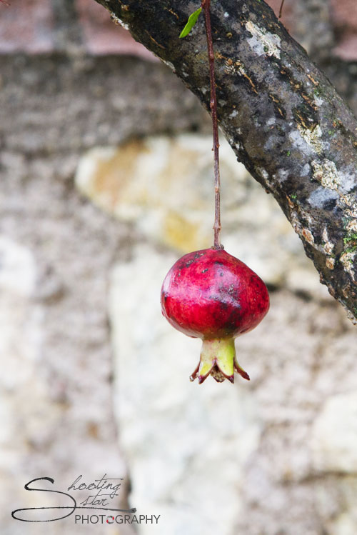 Pomegranate fruit