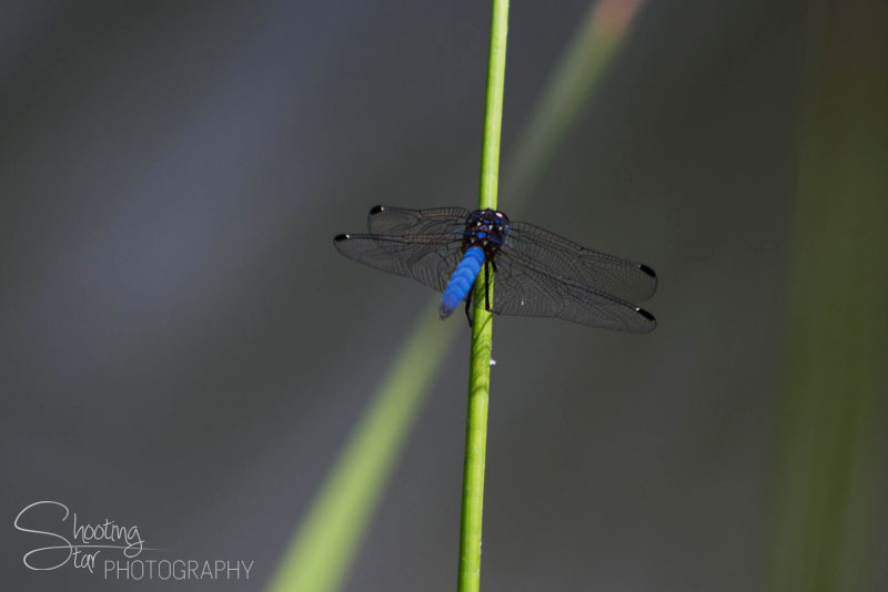 Dragonfly