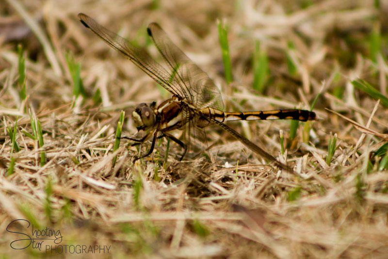 Dragonfly