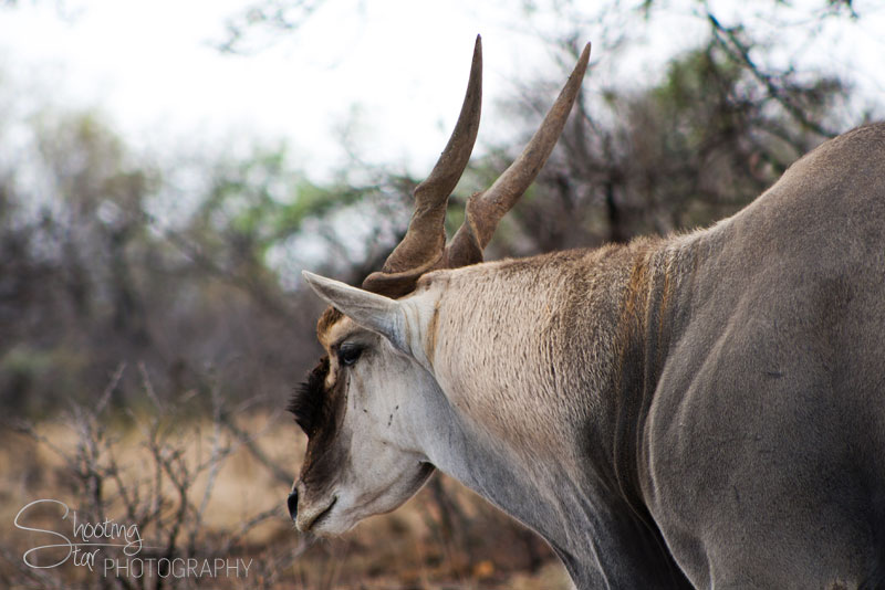 Eland