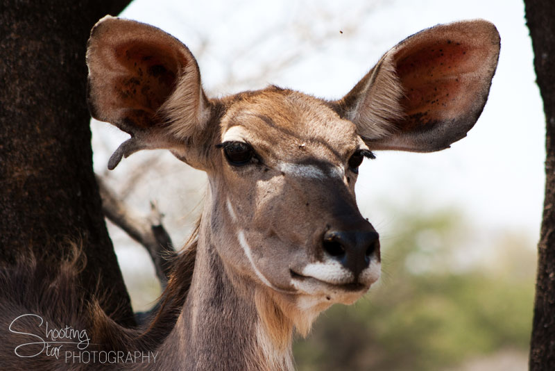 Kudu