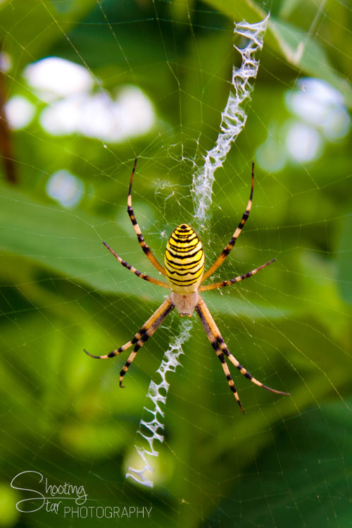 Spider