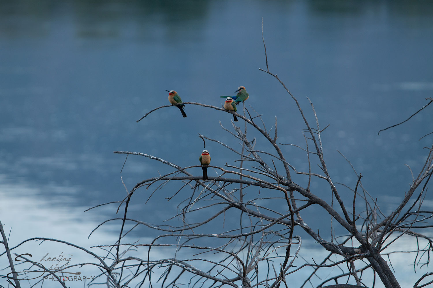 White-fronted bee-eaters