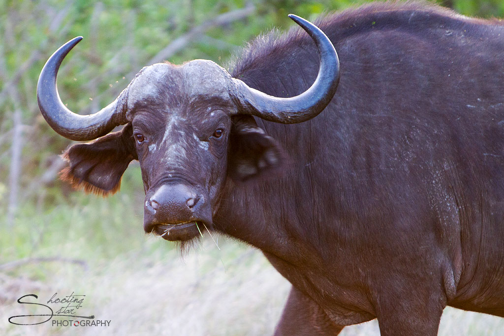 Buffalo