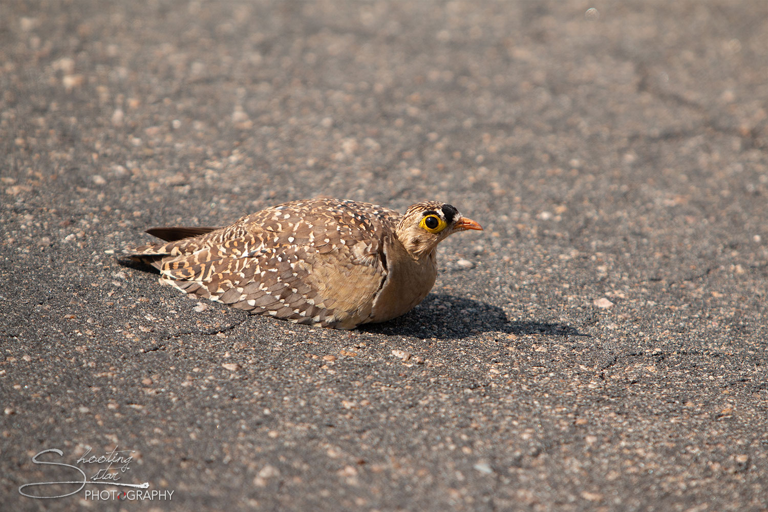 Double-banded Sandgrouse