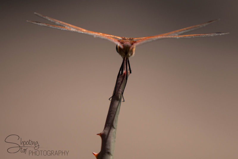 Dragonfly