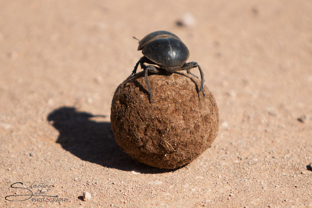 Dung Beetle