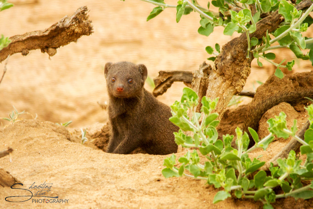 Dwarf Mongoose