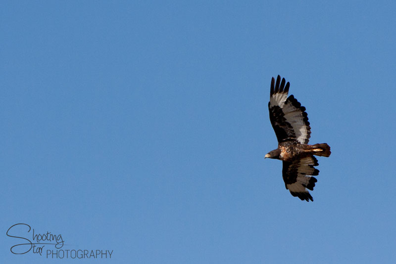 Jackal Buzzard