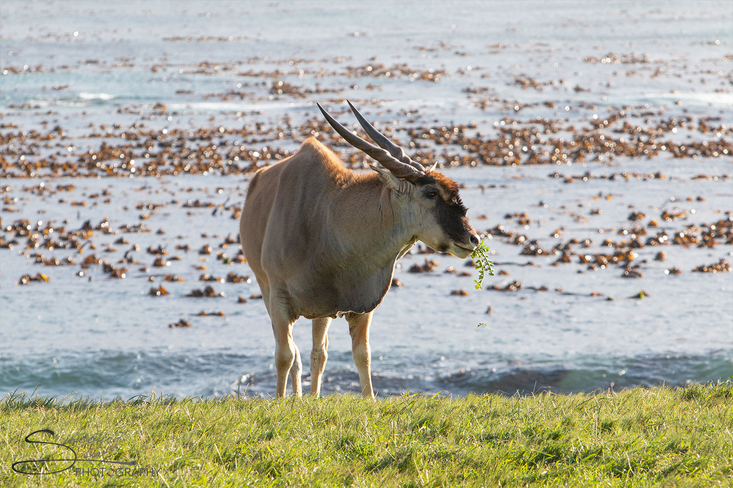 Eland grazing