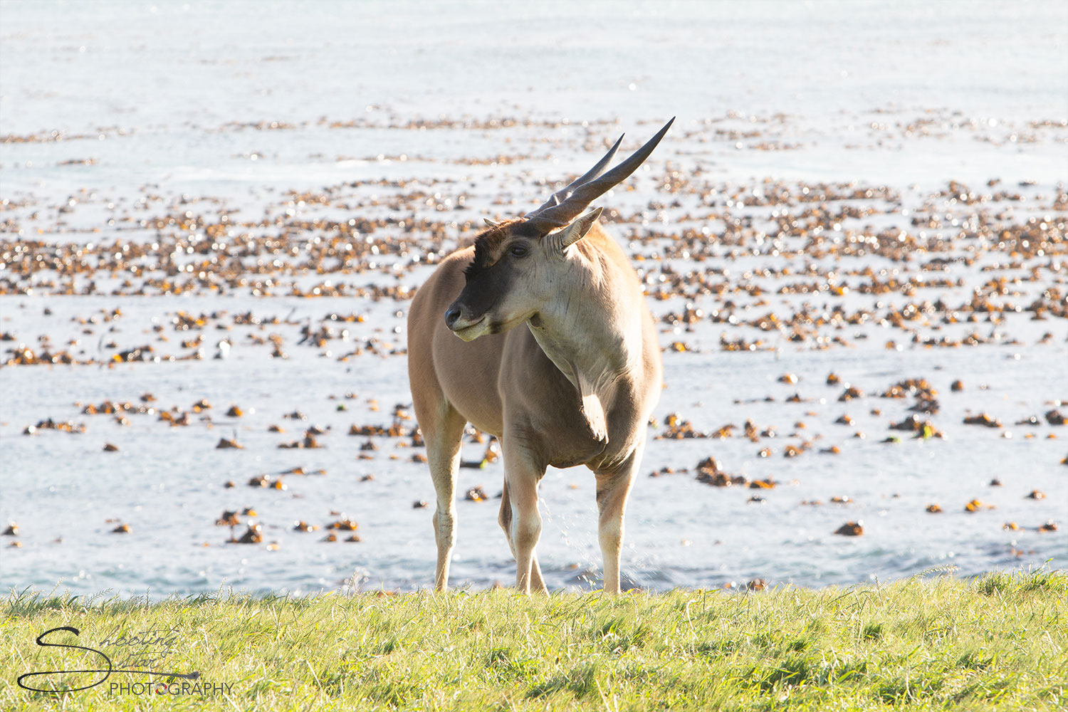 Eland grazing