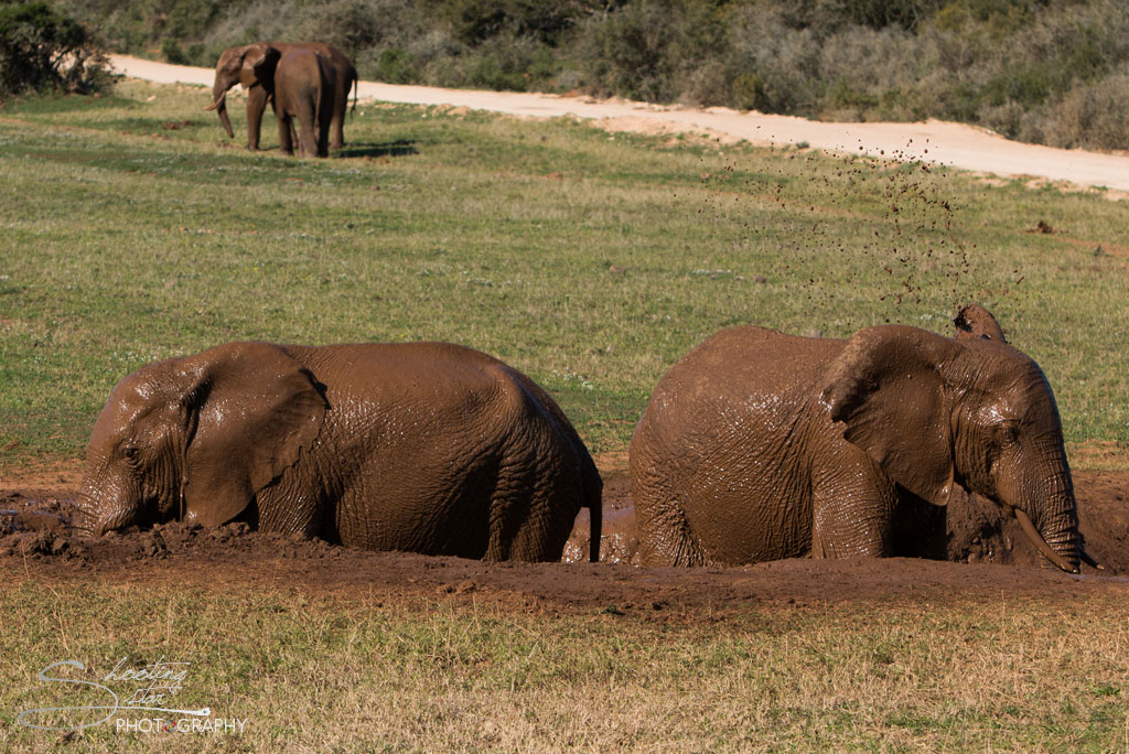 African Elephant