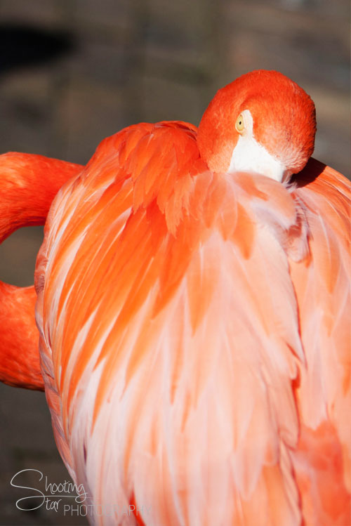 Flamingo
