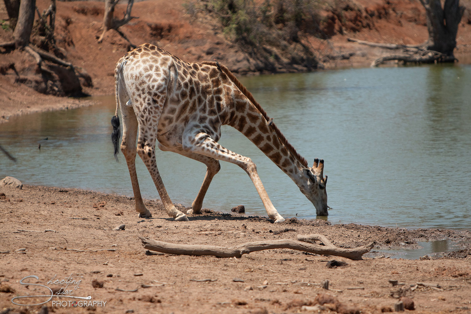 Giraffe