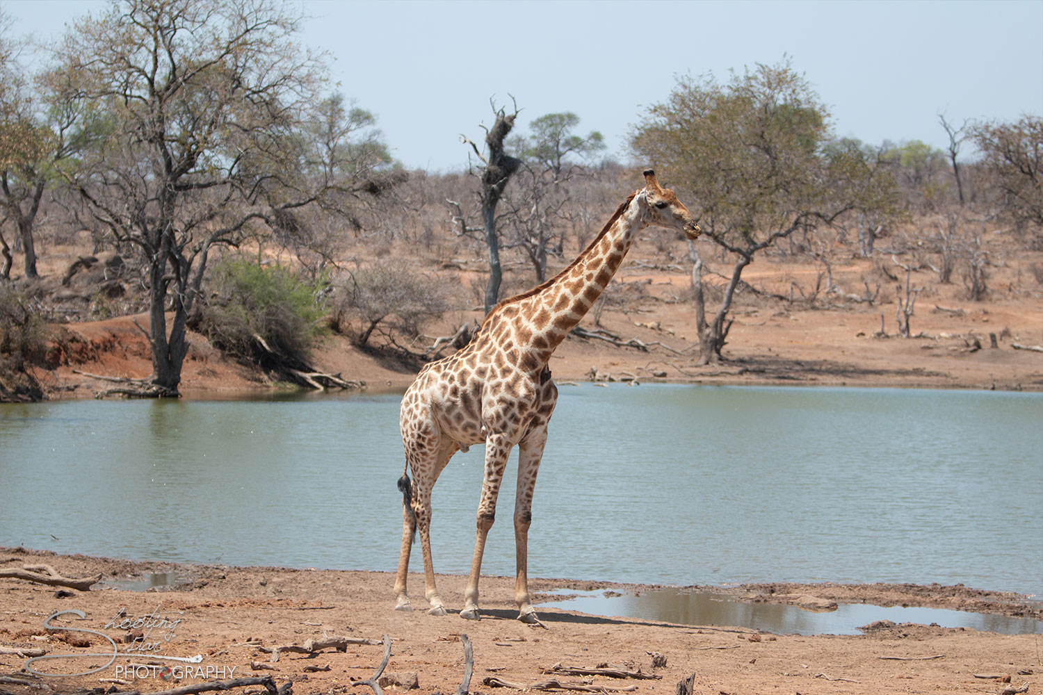 Giraffe