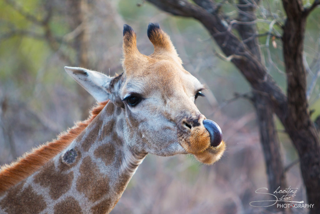 Giraffe