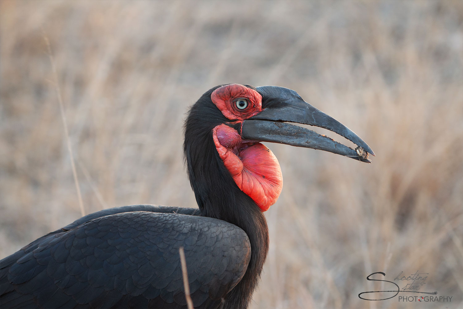 Ground Hornbill