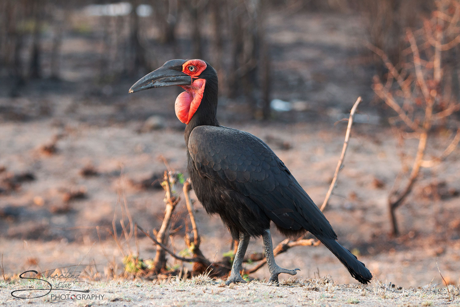 Ground Hornbill