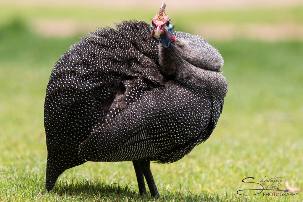 Guineafowl