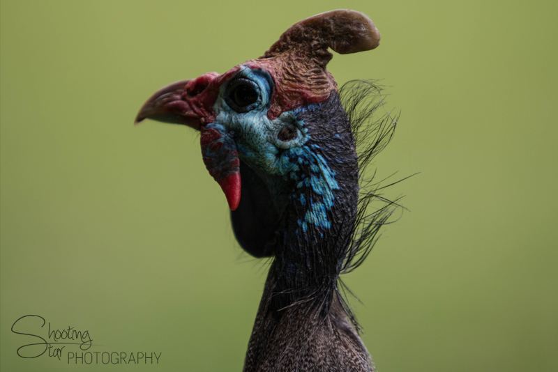 Guineafowl