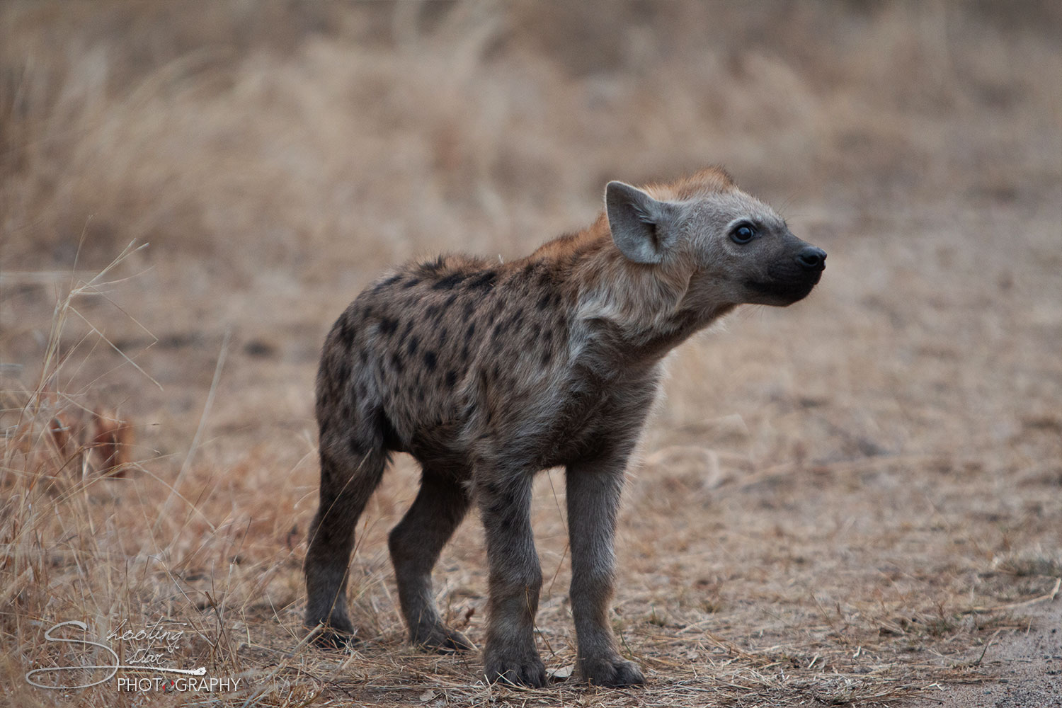 Baby Hyena