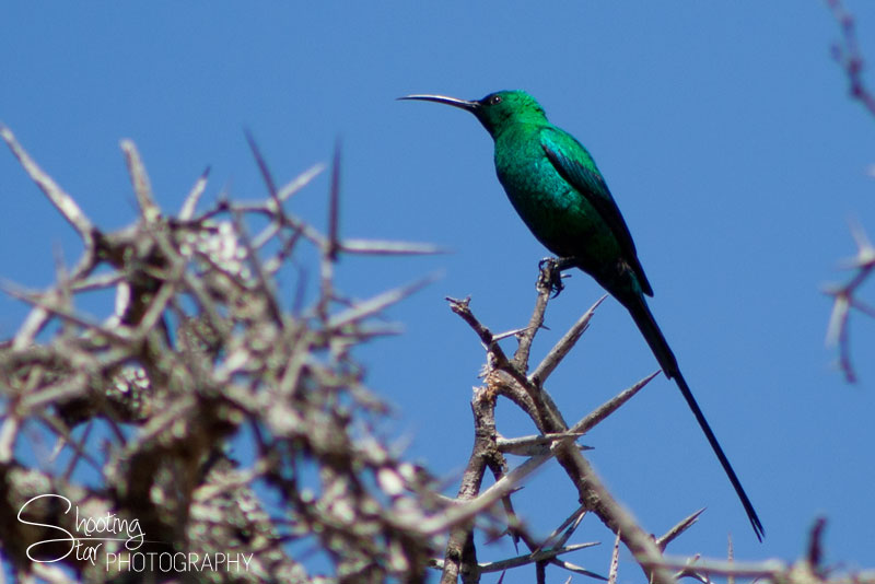 Malachite Sunbird