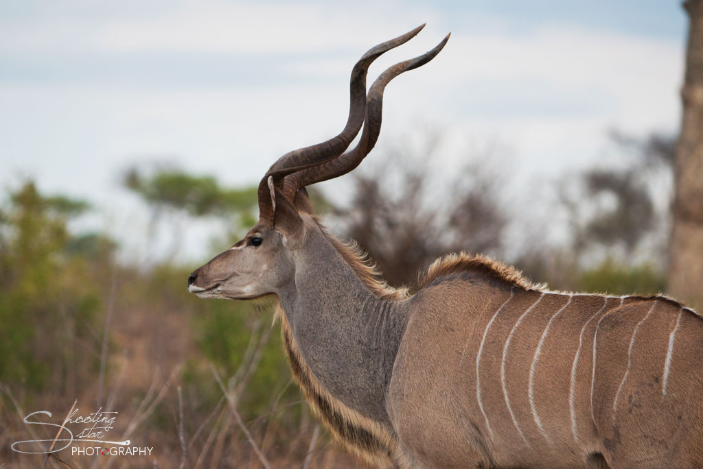 Male Kudu