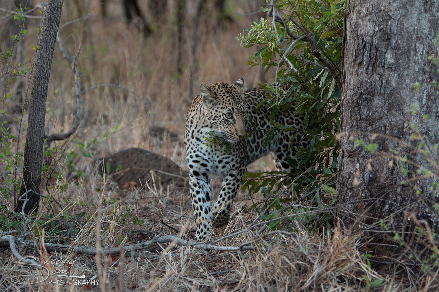Leopard