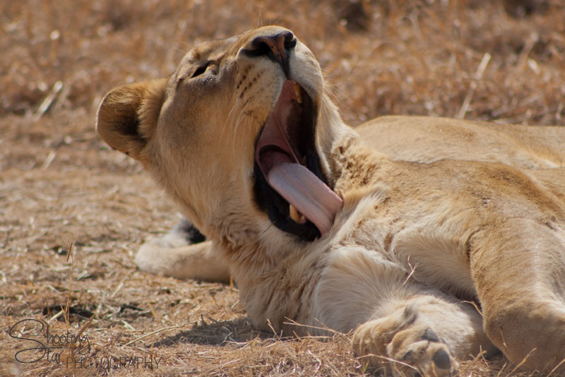 Lion
