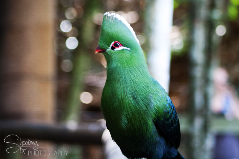 Turaco