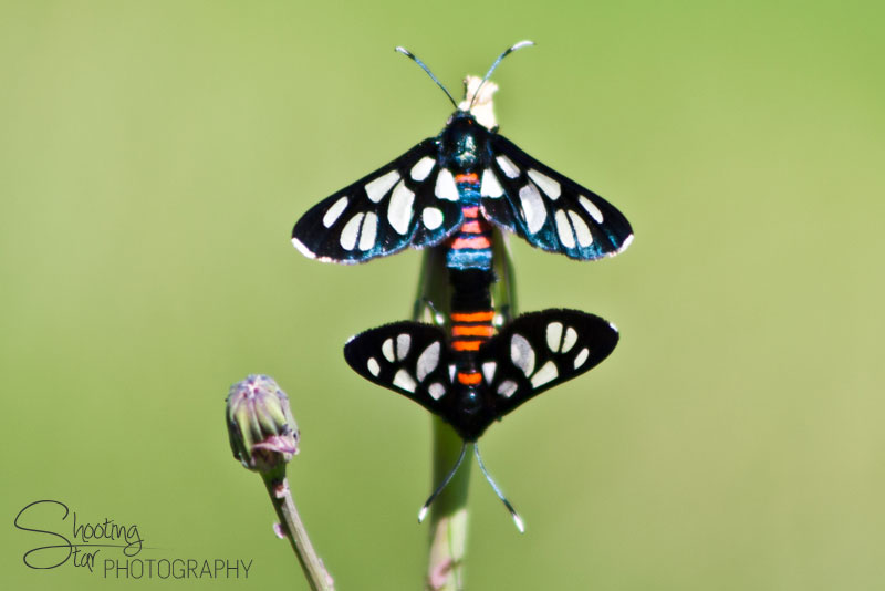 Moths
