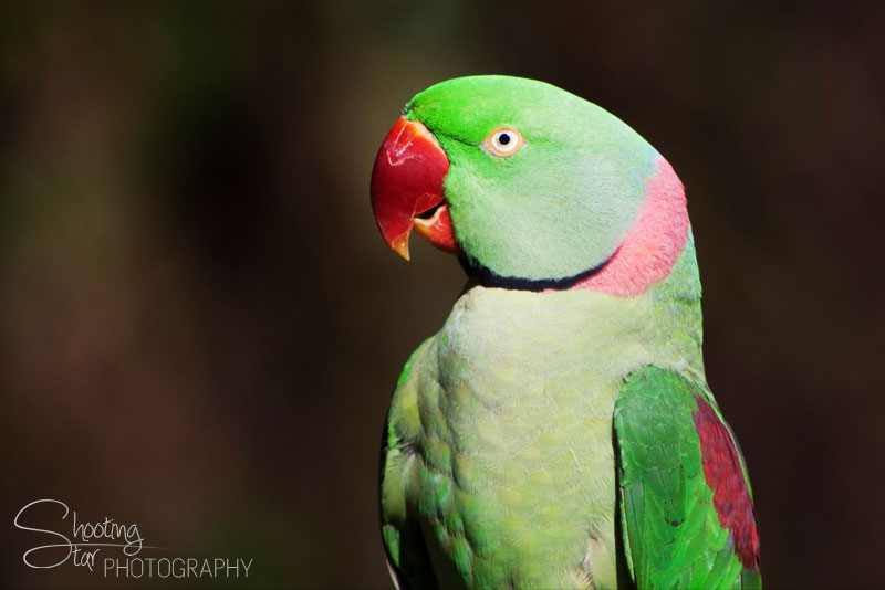 Parakeet